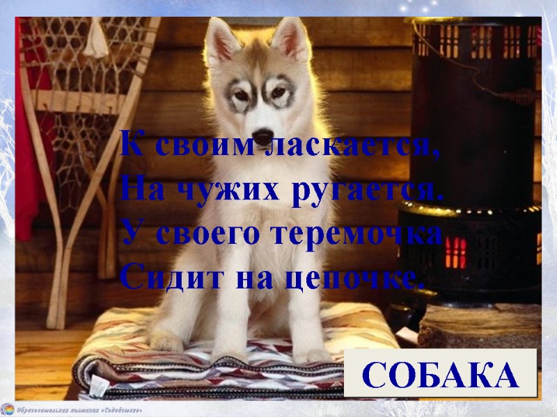 К своим ласкается,  На чужих ругается.  У своего теремочка  Сидит на
